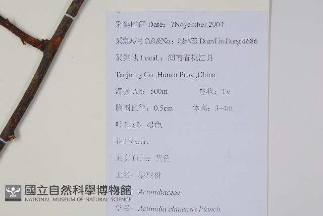 獼猴桃、奇異果藏品圖，第2張