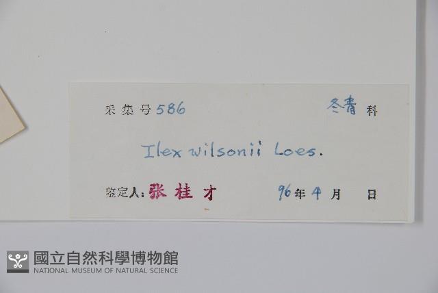 威氏冬青藏品圖，第2張