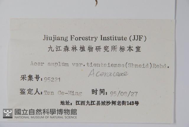 天台闊葉槭藏品圖，第2張