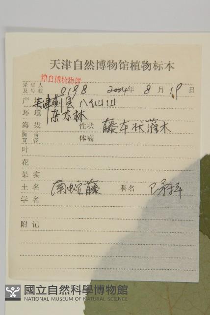 南蛇藤藏品圖，第2張