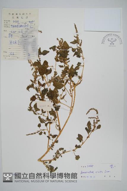 野莧菜藏品圖，第1張