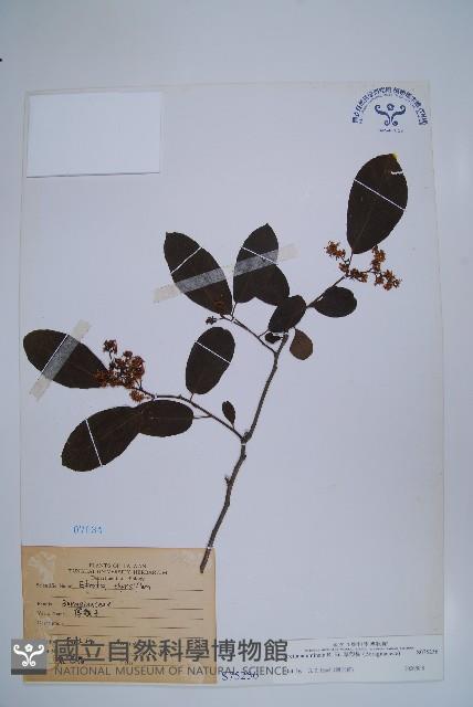 厚殼樹藏品圖，第1張