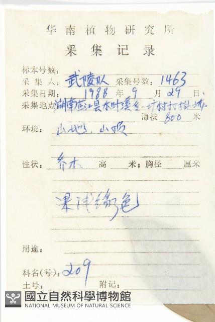 尖葉四照花藏品圖，第2張