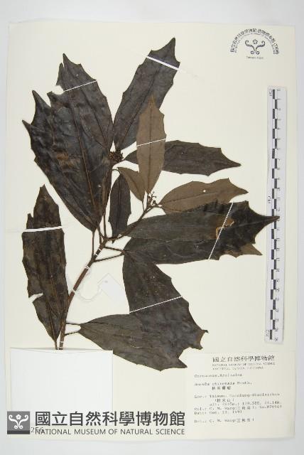 桃葉珊瑚藏品圖，第1張