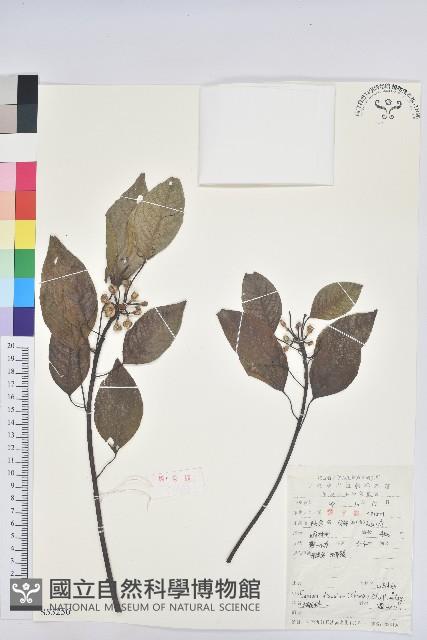 白臼藏品圖，第1張