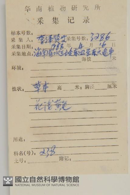 白花鬼針藏品圖，第2張