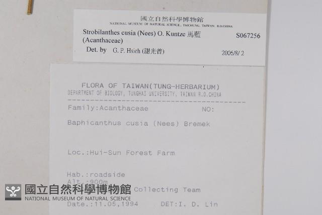 腺萼馬藍藏品圖，第2張