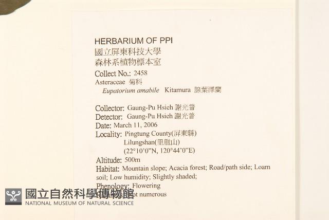 腺葉澤蘭藏品圖，第2張