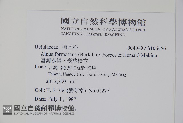臺灣赤楊、臺灣榿木藏品圖，第2張