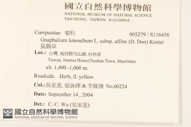 鼠麴草藏品圖，第2張