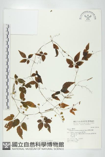 絞股藍藏品圖，第1張