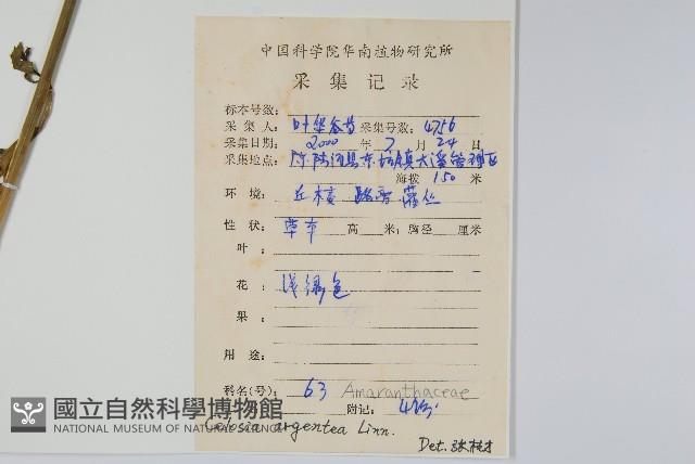 青葙藏品圖，第2張