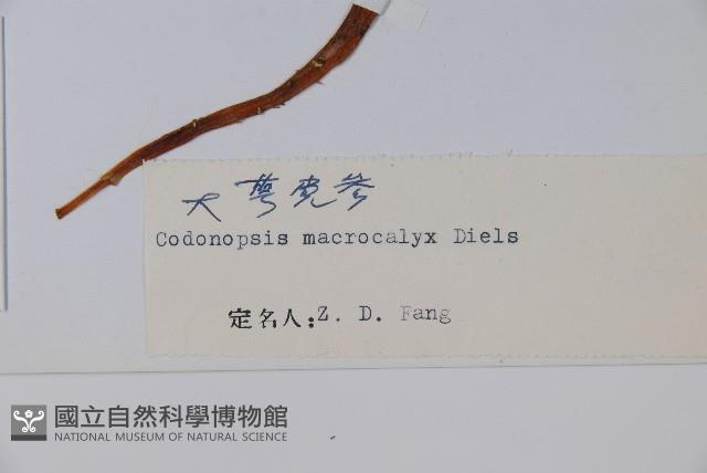 大萼黨參藏品圖，第2張