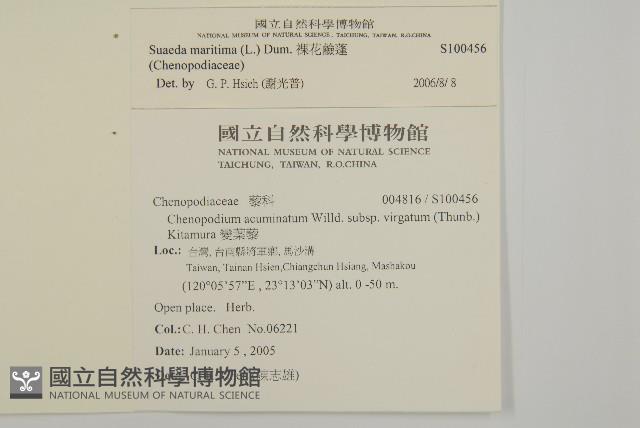 裸花鹼蓬藏品圖，第2張