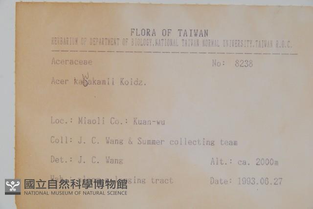 尖葉槭藏品圖，第2張