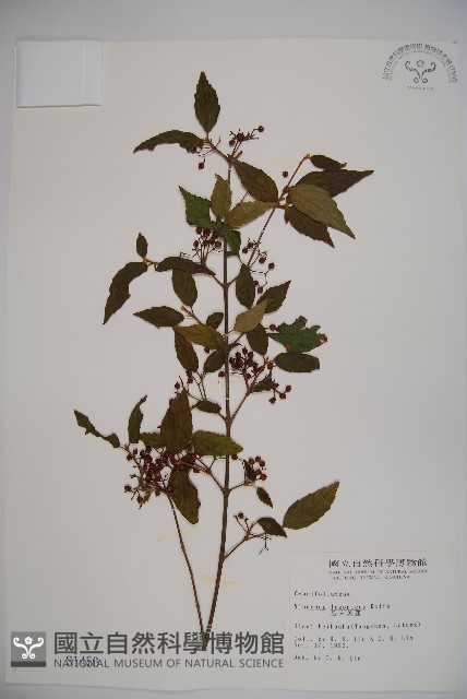 呂宋莢迷藏品圖，第1張