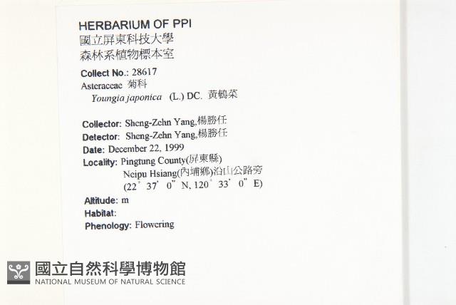 黃鵪菜藏品圖，第2張