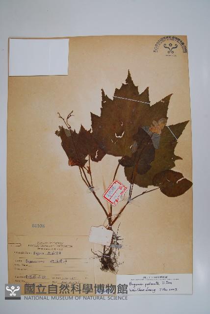 裂葉秋海棠藏品圖，第1張