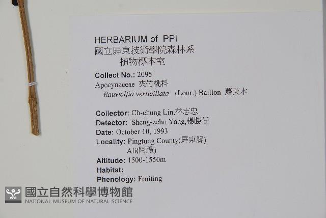 蘿芙木藏品圖，第2張