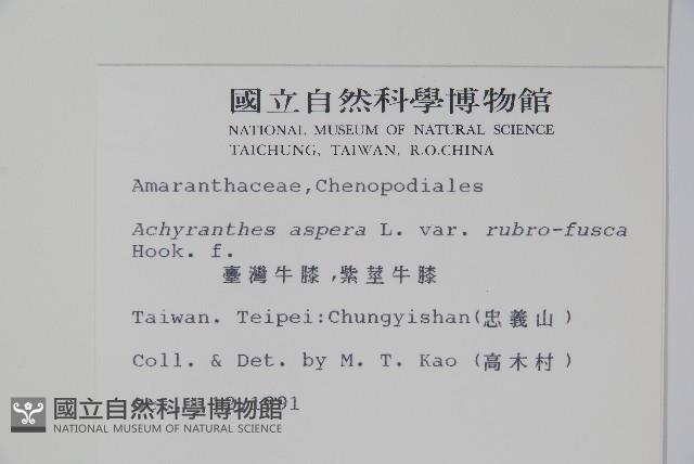 紫莖牛膝、台灣牛膝藏品圖，第2張