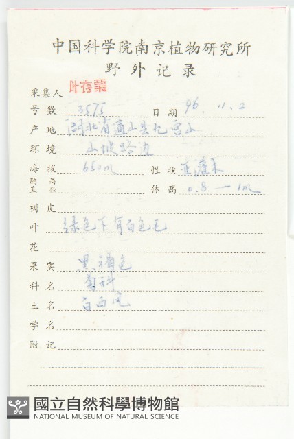 羊耳菊藏品圖，第2張
