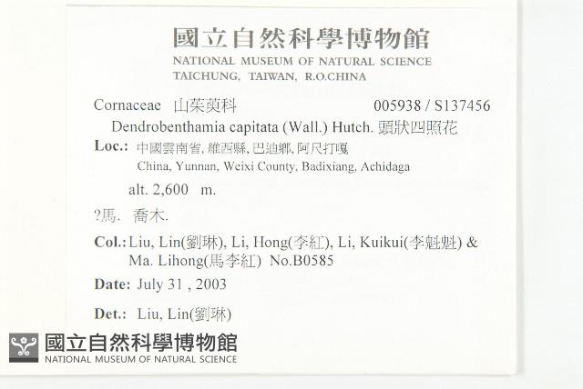 頭狀四照花藏品圖，第2張