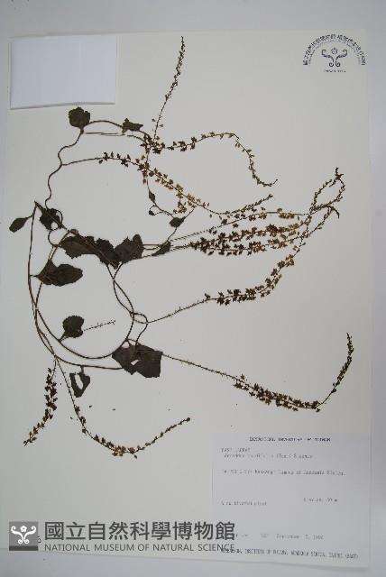 洋落葵、心葉落葵藏品圖，第1張