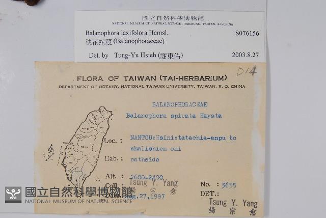 穗花蛇菰藏品圖，第2張