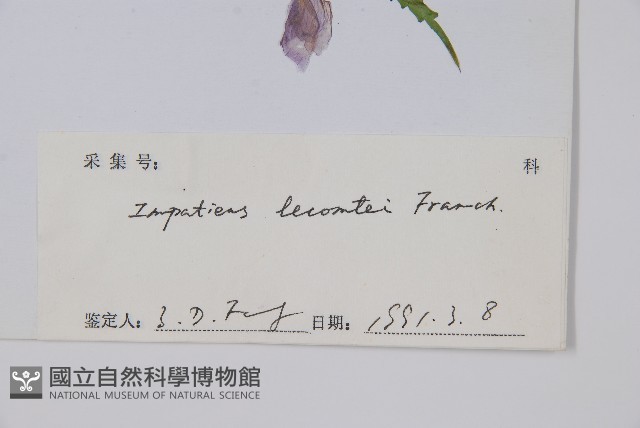 滇西北鳳仙花藏品圖，第2張