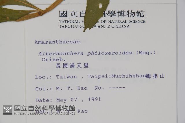 空心蓮子草藏品圖，第2張