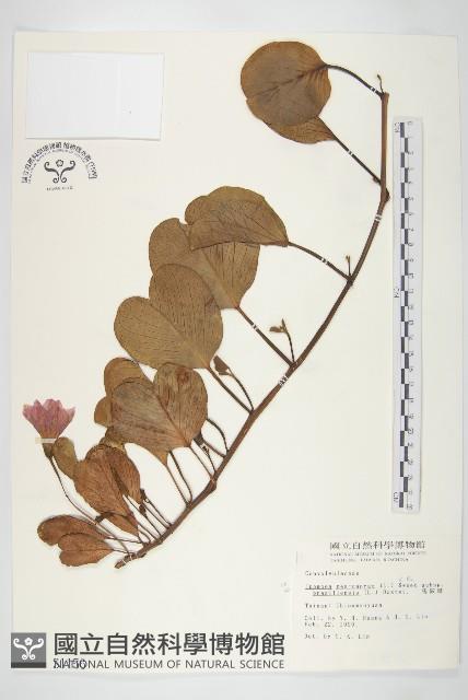 馬鞍藤藏品圖，第1張