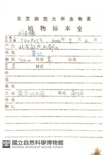 蓖苞風毛菊藏品圖，第2張