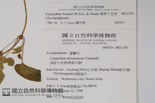 薄葉牛皮消藏品圖，第2張