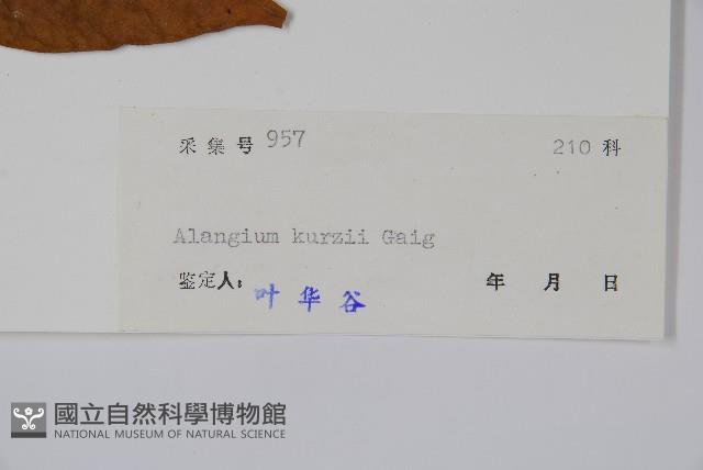 長毛八角楓藏品圖，第2張