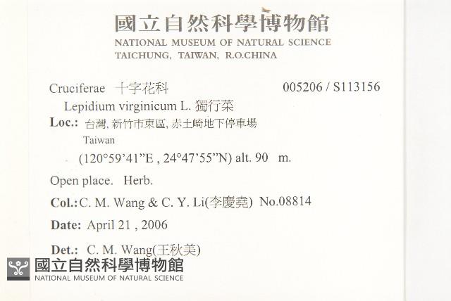 獨行菜藏品圖，第2張