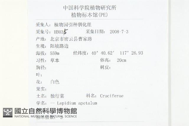 腺獨行菜藏品圖，第2張