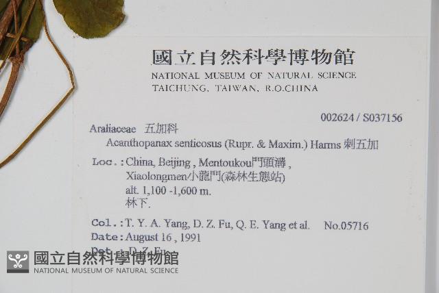 刺五加藏品圖，第2張