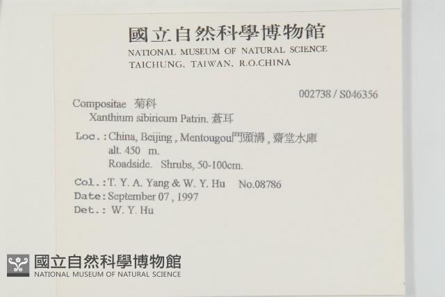 蒼耳藏品圖，第2張