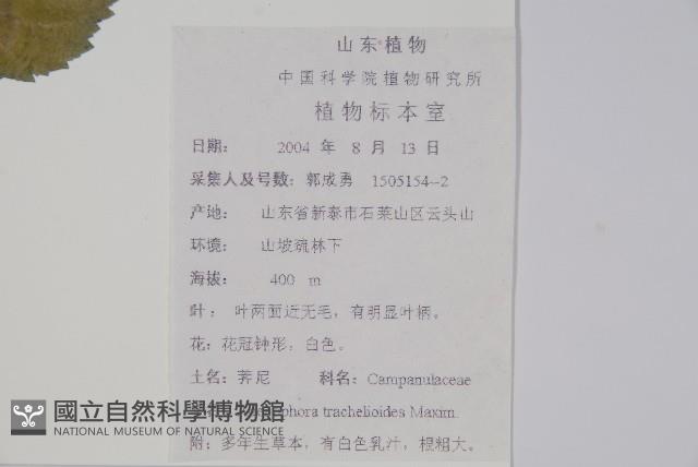 薺苨藏品圖，第2張