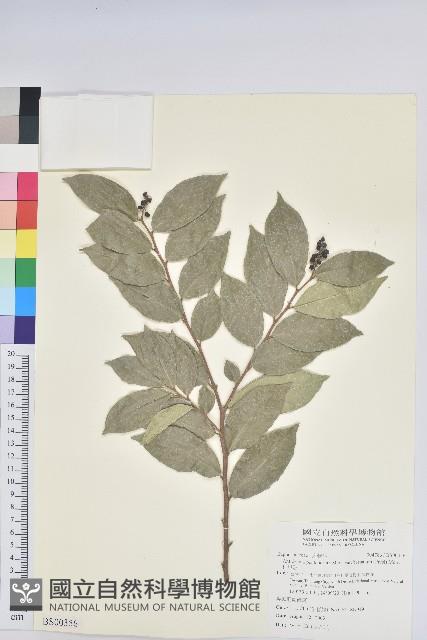 七里香、台灣海桐藏品圖，第1張