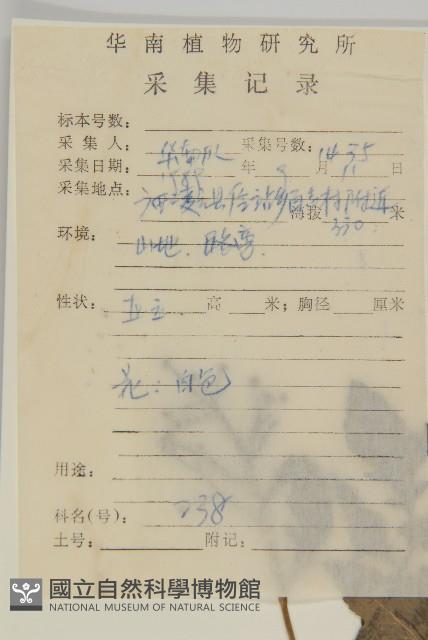 魚眼菊藏品圖，第2張