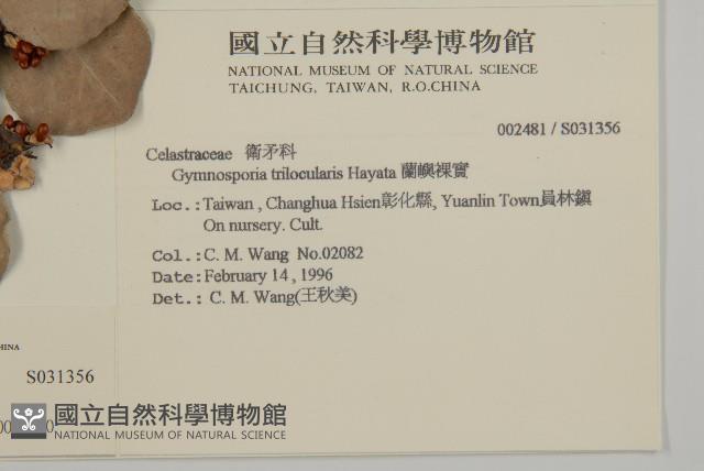 蘭嶼裸實藏品圖，第2張