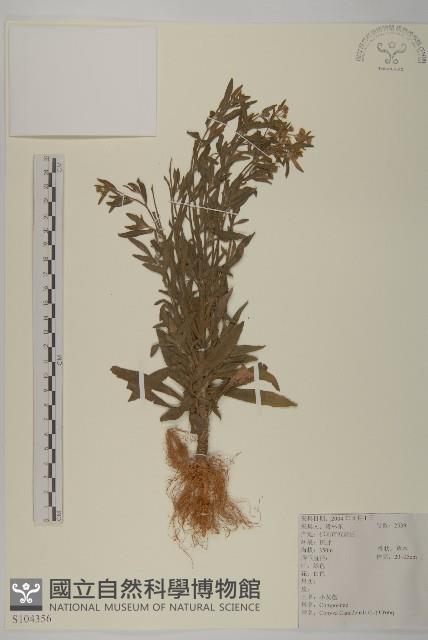 加拿大蓬藏品圖，第1張