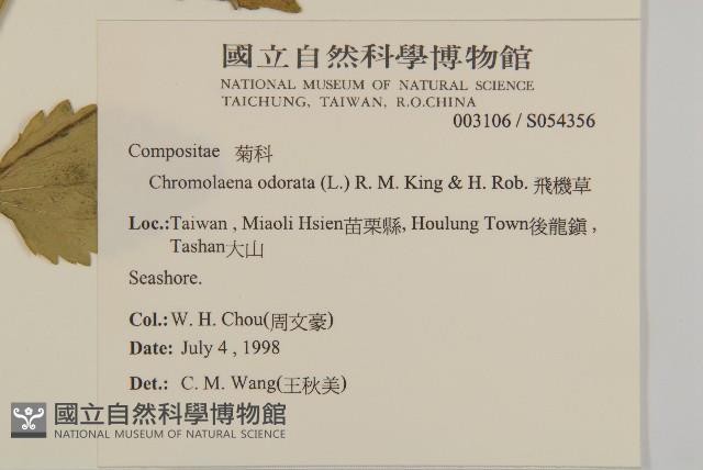 香澤蘭、飛機草藏品圖，第2張