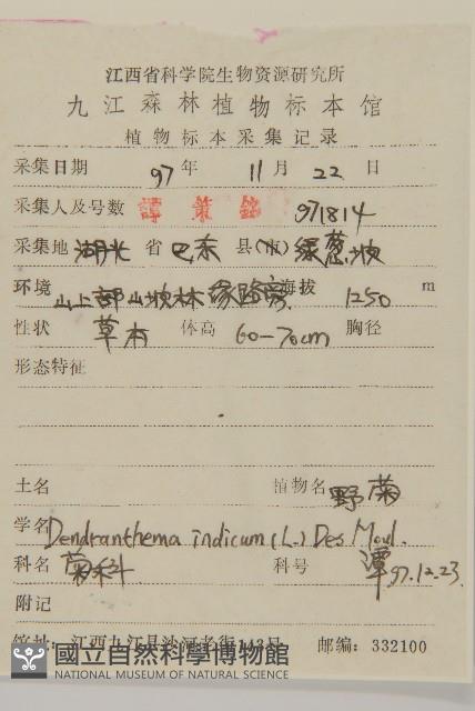 油菊、野菊藏品圖，第2張