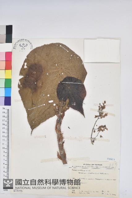 血桐藏品圖，第1張