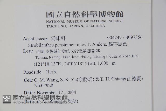 腺萼馬藍藏品圖，第2張