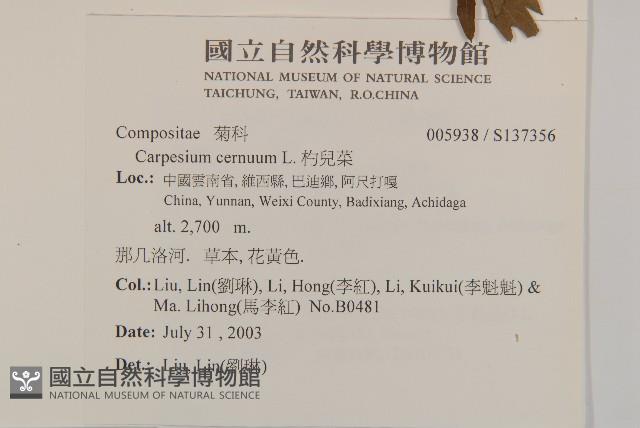 杓兒菜藏品圖，第2張