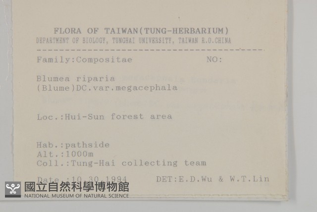大頭艾納香藏品圖，第2張