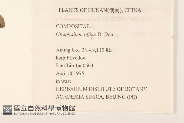 鼠麴草藏品圖，第2張